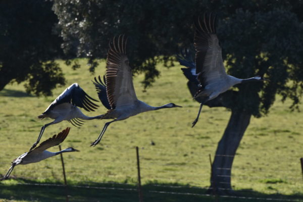 Avistamiento de aves en Extremadura, España