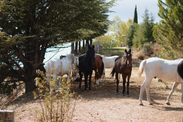 Ruta a caballo, Madrid, Sierra de Guadarrama y Parque Nacional, España