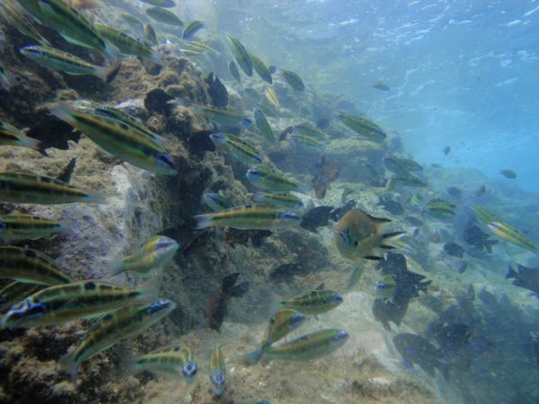 Bautismo de buceo y curso try scuba en Gran Canaria, España