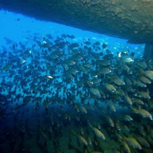curso avanzado buceo