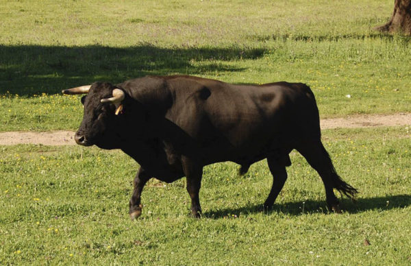Visita a ganadería de toros bravos, Córdoba, España