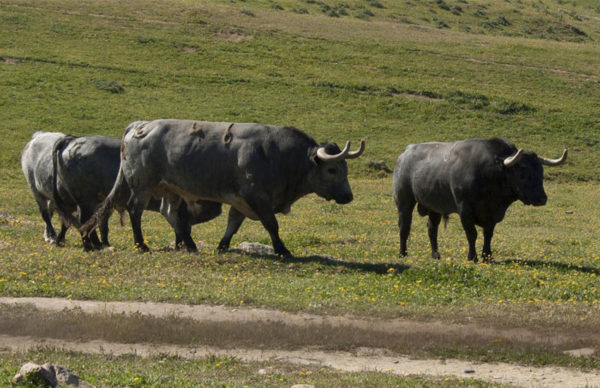 Visita a ganadería de toros bravos, Córdoba, España