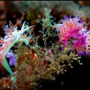 inmersion-buceo-alicante