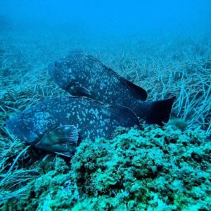 inmersion-buceo-alicante