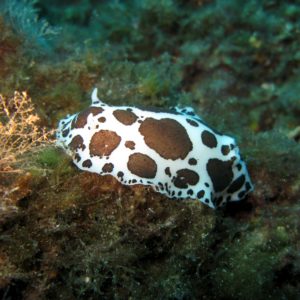 inmersion-buceo-alicante