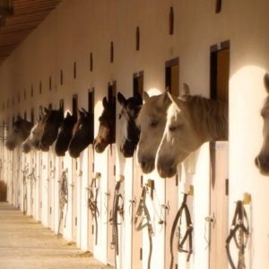 clases caballo alicante hommter