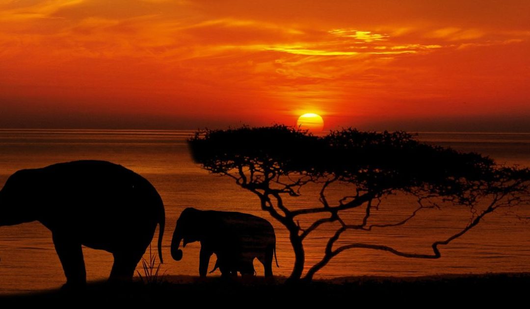 Portada Viajes a África